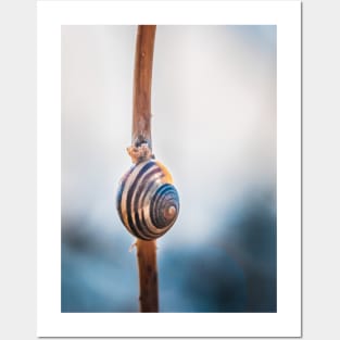 Hang Tight! Snail Shell Photograph Posters and Art